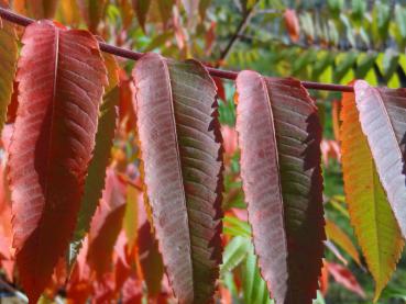 Rhus typhina mit Herbstfärbung