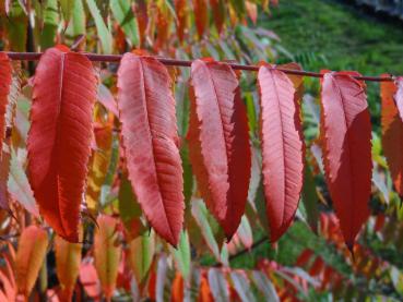 Der Essigbaum bekommt im Herbst eine rote Blattfärbung