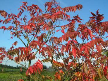 Essigbaum, Hirschkolbensumach - rotes Herbstlaub