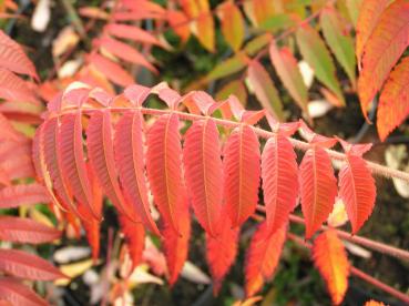Rote Blätter des Essigbaums, Hirschkolbensumach im Herbst