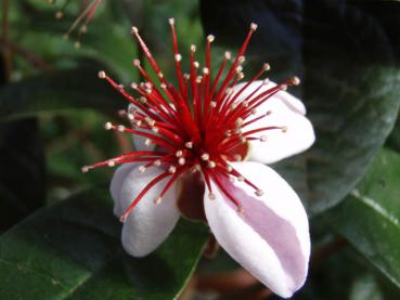 Blüte von Acca sellowiana