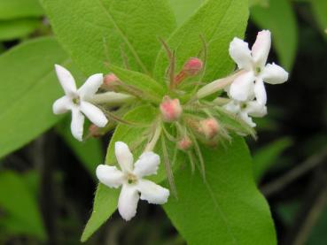 Sommerliche Blüte von Abelia triflora