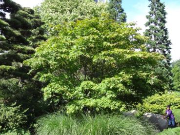 Acer palmatum als Solitär (Planten und Blomen)
