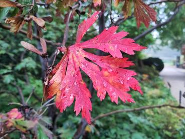 Rotes Herbstlaub der Japanischen Feuerahorns