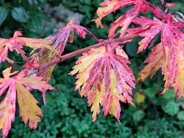 Japanischer Feuerahorn mit bunter Herbstfärbung