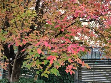 Im Herbst färbt sich der Nikko-Ahorn rot.