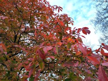 Rotes Herbstlaub des Acer maximowiczianum