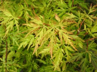 Fächerahorn Emerald Lace - Acer palmatum Emerald Lace