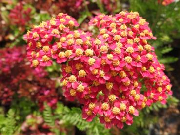 .Achillea millefolium Paprika - Schafgarbe Paprika .Achillea millefolium Paprika - Schafgarbe Paprika