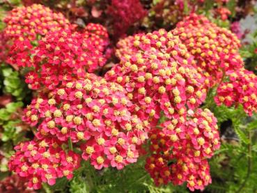 .Achillea millefolium Paprika - Schafgarbe Paprika Achillea millefolium Paprika mit intensiver Blütenfarbe