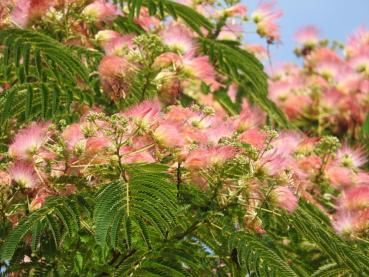 Silkesträd, Albizia julibrissin