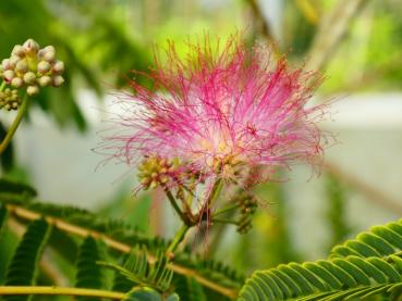 Seidenbaum - Nahaufnahme der rosa Blüte
