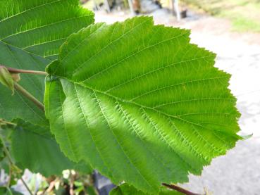 Hängande gråal, Alnus incana Pendula