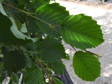 Hängande gråal, Alnus incana Pendula