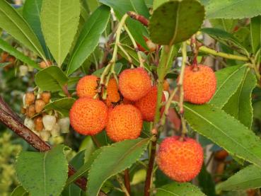 Rot-orange Früchte des Erdbeerbaums