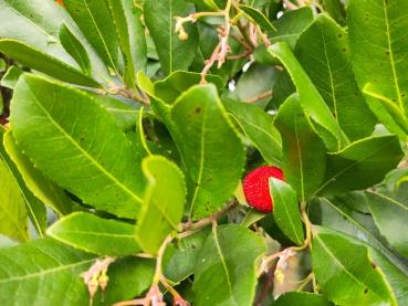 Erdbeerbaum mit roter Frucht