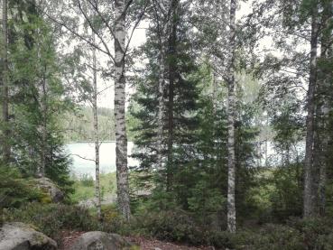 Sandbirken im schwedischen Wald