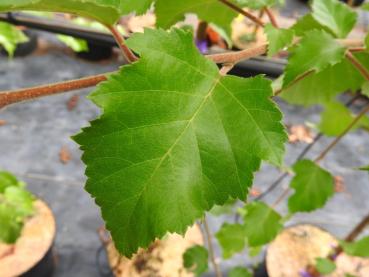 Korkenzieherbirke - Blatt