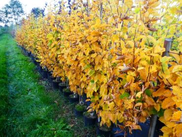 Erlen-Birke Gold Bark in gelber Herbstfärbung in der Baumschule