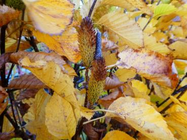 Erlen-Birke Gold Bark - Betula medwediewii Gold Bark