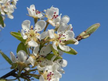 Die Blüten der Guten Luise sind eine wertvolle Nahrungsquelle für Bienen und andere Insekten.