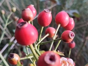 Leuchtend rote Hagebutten der Rose Bonica 82