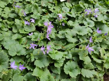 Campanula poscharskyana