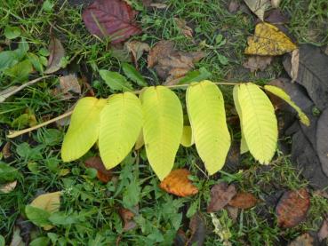 Chinesische Hickory - gelbe Blätter im Herbst