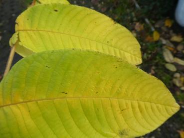 Das Laub der Chinesischen Walnuss färbt sich im Herbst gelb.