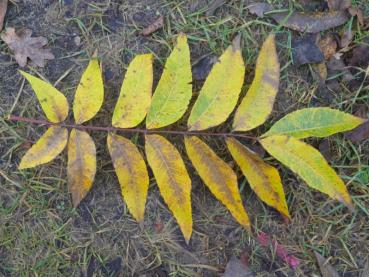 Bitternuss - gelbes Blatt im Herbst