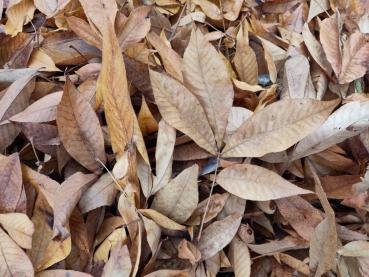 Herbstlaub der Carya tomentosa