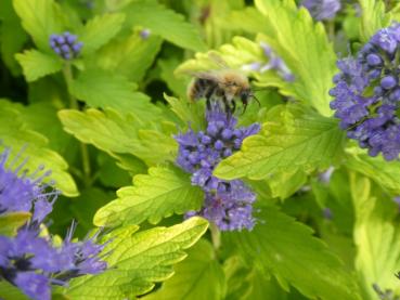 Goldgelbes Laub und blaue Blüten: die Bartblume Worcester Gold