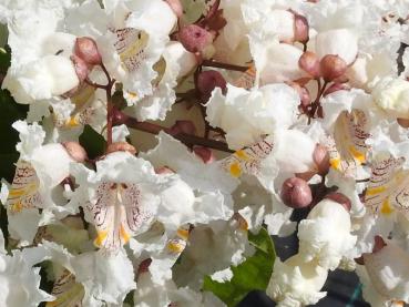 Gelbgerandeter Trompetenbaum, Catalpa bignonioides Variegata