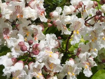 Gelbgerandeter Trompetenbaum, Catalpa bignonioides Variegata