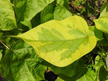 Gelbgerandeter Trompetenbaum, Catalpa bignonioides Variegata