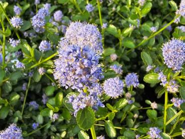 Ceanothus thyrsiflorus Repens - Kriechende Säckelblume Ceanothus thyrsiflorus Repens - Kriechende Säckelblume
