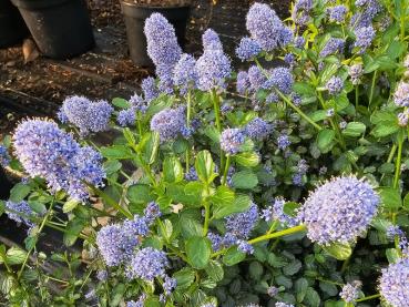 Ceanothus thyrsiflorus Repens - Kriechende Säckelblume Die Kriechende Säckelblume ist ein blaublühender Strauch.