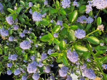Ceanothus thyrsiflorus Repens - Kriechende Säckelblume Kriechende Säckelblume in voller Blüte