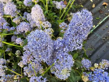 Ceanothus thyrsiflorus Repens - Kriechende Säckelblume Blaublühende Kriechende Säckelblume