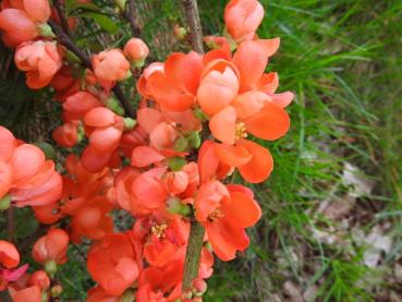 Bodendecker mit orangen Blüten: die Zierquitte Orange Trail