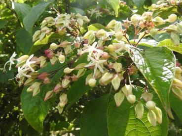 Clerodendron trichonotum Blüten und Früchte