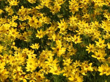 Üppige goldgelbe Blüte des Mädchenauges Zagreb