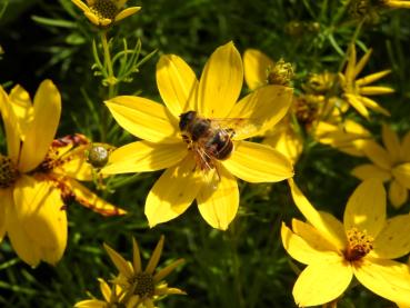 Insekten freuen sich über das spätblühende Mädchenauge Zagreb