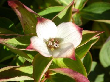 Cornus canadensis