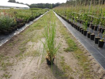 Pampasgräs White Feather, Cortaderia selloana White Feather