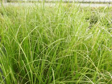 .Cortaderia selloana White Feather - Pampasgras White Feather