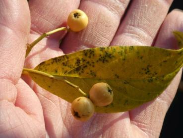 Cotoneaster watereri Rothschildianus