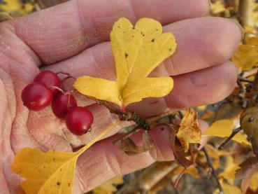 Weißdorn Xanthocodon - rote Früchte und gelbe Herbstfärbung