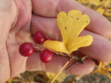 Gelbes Herbstlaub des Weißdorn Xanthocodon