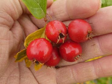 Rote Früchte des Weißdorn Xanthoclada